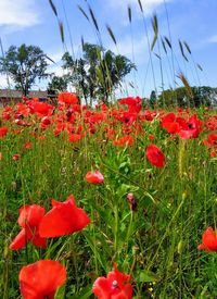 Close-up of red poppy flowers in field