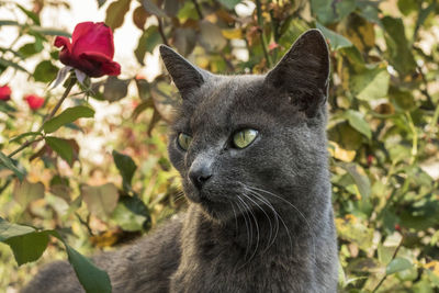 Close-up of a cat in the garden