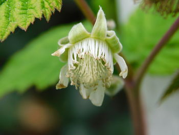 Close-up of white flowering plant