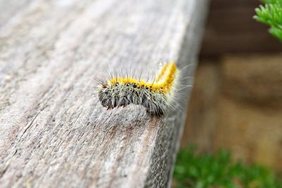 Close-up of insect on wood