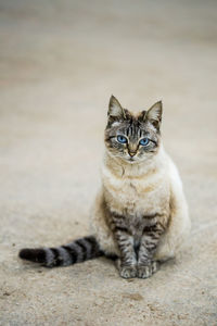 Portrait of cat sitting on footpath