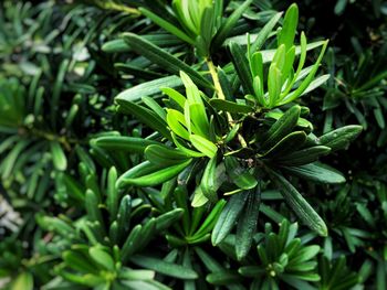 Close-up of leaves