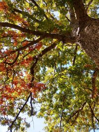 Low angle view of trees in the forest