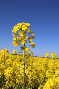 Yellow flowering plant against clear sky