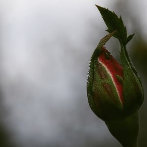 Close-up of red flower bud