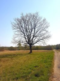 Bare tree on field against clear sky