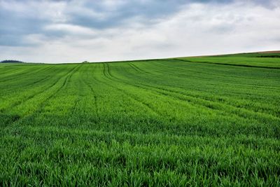 Scenic view of agricultural field against sky