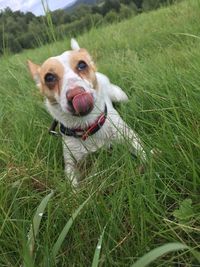 View of a dog on field