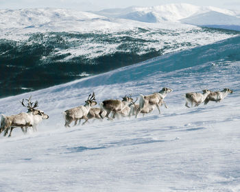 Flock of reindeer on snow covered mountain