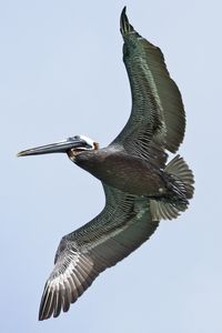 Low angle view of a bird flying