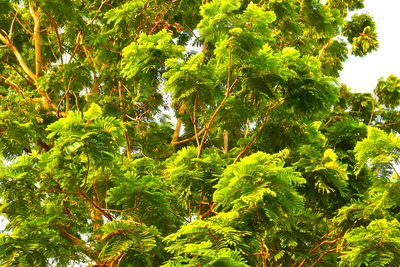 Low angle view of trees in forest