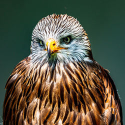 Close-up of eagle against gray background