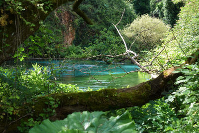 Scenic view of lake in forest
