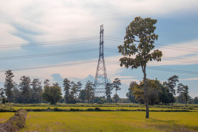 Trees on field against sky