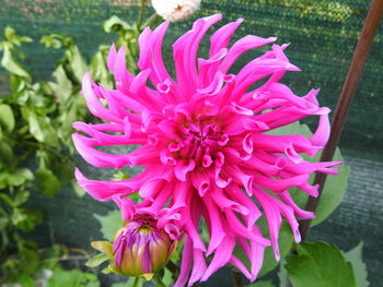 Close-up of pink dahlia flower