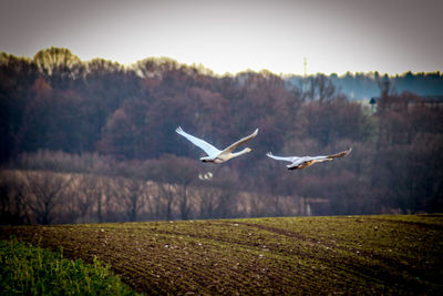 Birds flying over field against sky