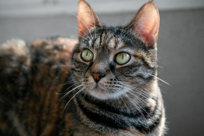 Close-up portrait of cat