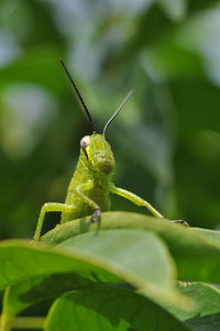 Close-up of grasshoper on leaf