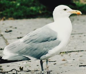 Close-up of seagull perching on land
