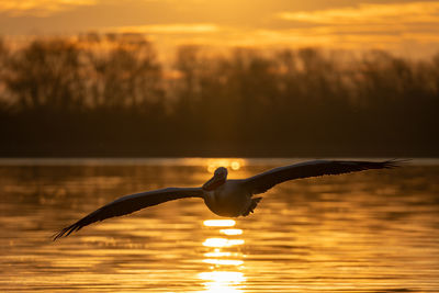 Bird flying over lake during sunset