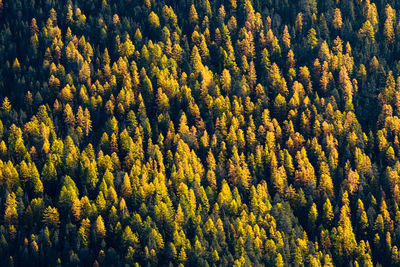 High angle view of yellow flowers growing in forest