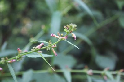 Close-up of flowering plant