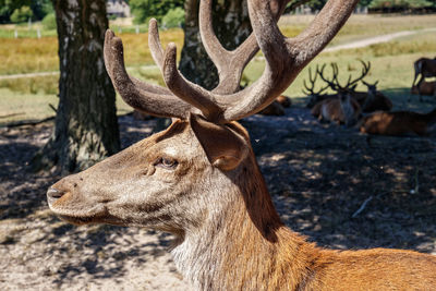 Close-up of deer on field