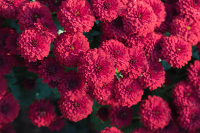 Full frame shot of red flowering plants