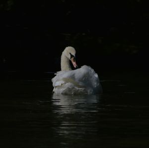 Swan floating on water