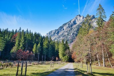 Road amidst trees against sky