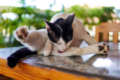 Close-up of a cat sleeping on table