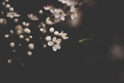 Close-up of white flowers
