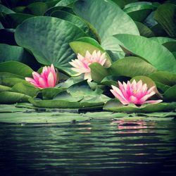 Close-up of lotus water lily in pond