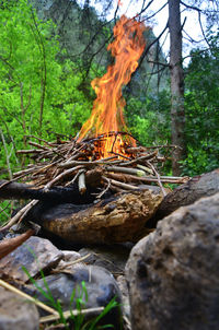 Close-up of tree trunk in forest