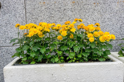 Close-up of yellow flower pot