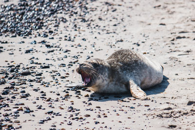 View of a seal sleeping on beach