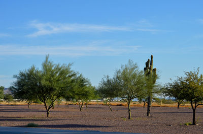 Trees on field against sky