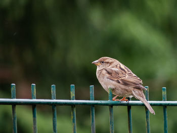 Close-up of bird perching on railing