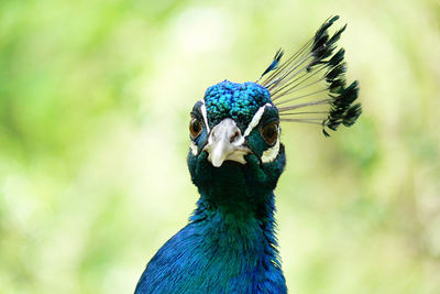 Close-up of a peacock