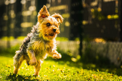 An amazing yorkshire terrier is having fun running and jumping towards camera. copy space background