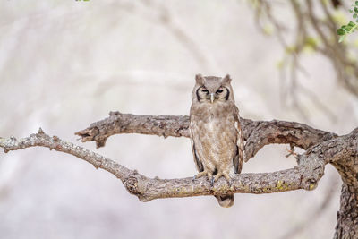 Portrait of a bird on branch