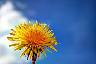 Close-up of yellow flower