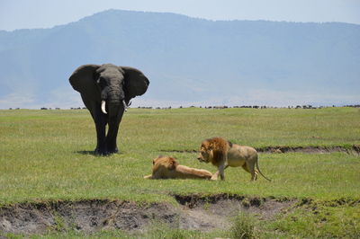 Lions and elephant on grassy field against mountain