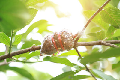 Close-up of snail on tree