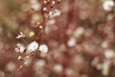 Close-up of flowers on tree