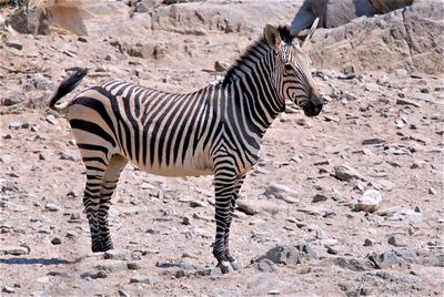 Zebras zebra