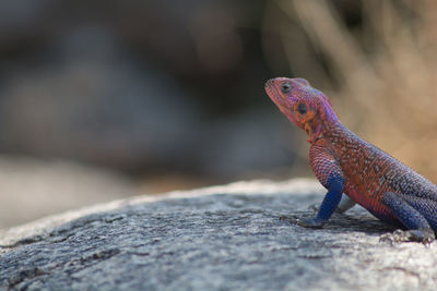 Close-up of lizard on rock