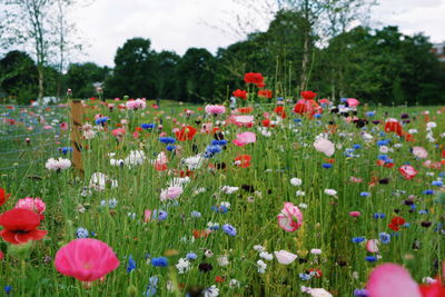 Flowers growing in field