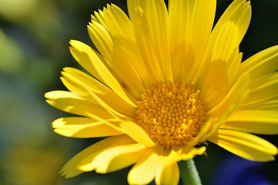 Close-up of yellow flower