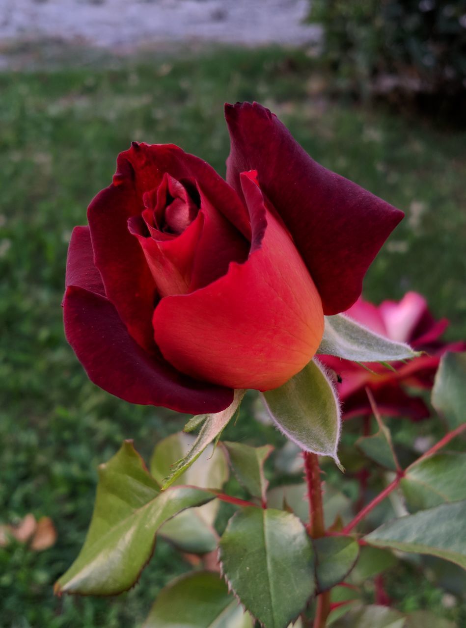 CLOSE-UP OF RED ROSE AGAINST PLANTS